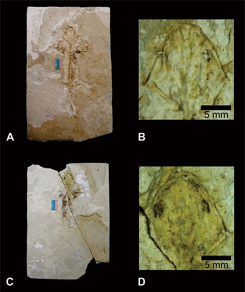 Scientists Have Identified a New Fossil Species of Axolotl in Mexico
